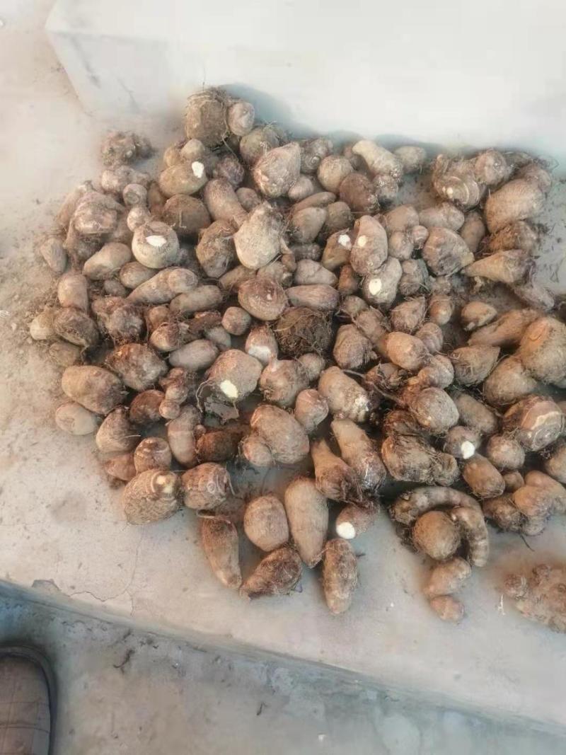 精品芋头大量上市！产地直发，质优价廉支持视频看货量大从优