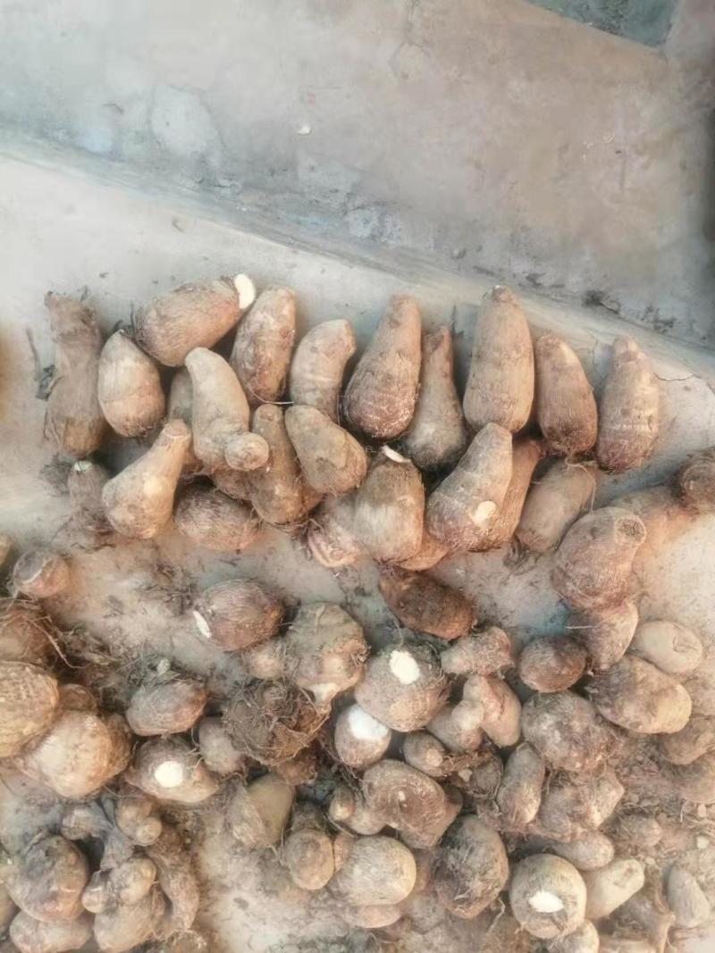 精品芋头大量上市！产地直发，质优价廉支持视频看货量大从优