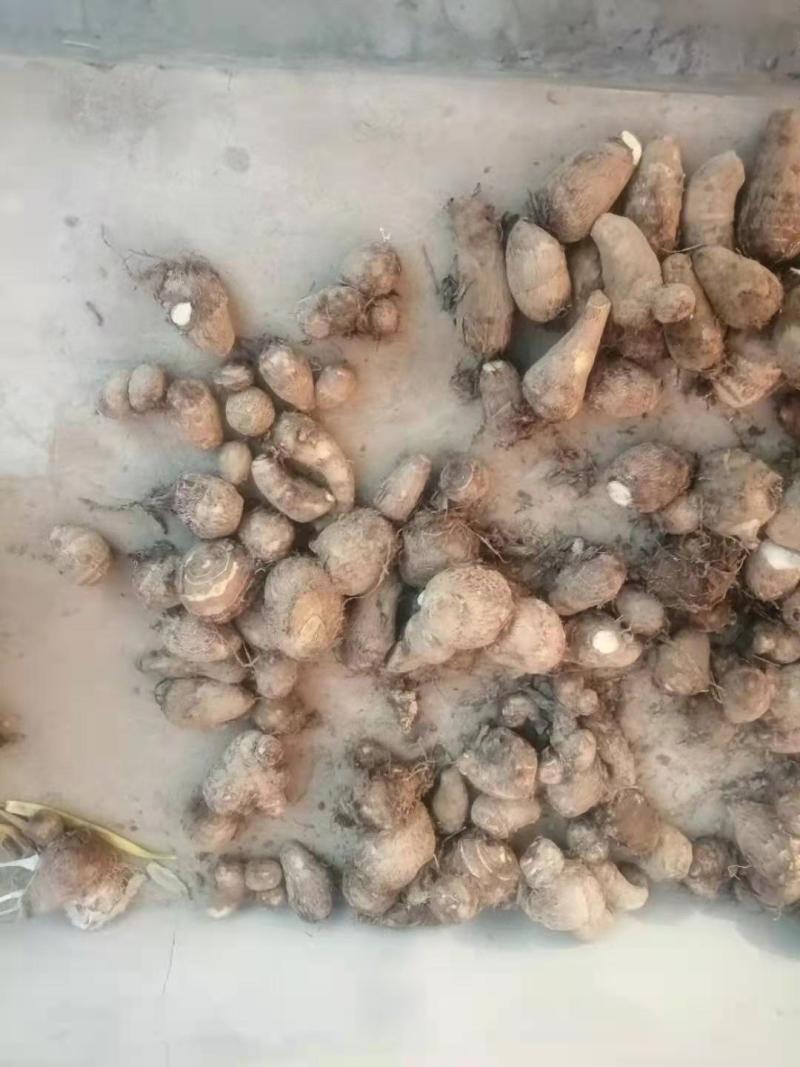 精品芋头大量上市！产地直发，质优价廉支持视频看货量大从优