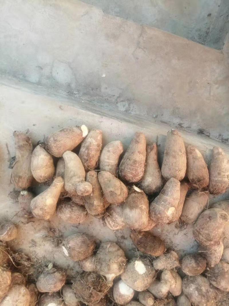 精品芋头大量上市！产地直发，质优价廉支持视频看货量大从优