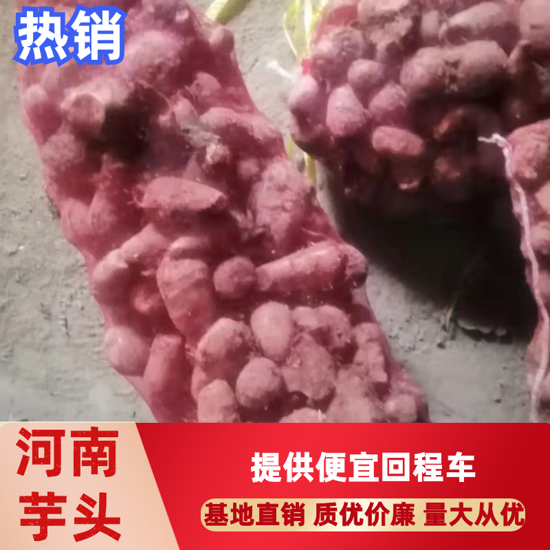 精品芋头大量上市！产地直发，质优价廉支持视频看货量大从优