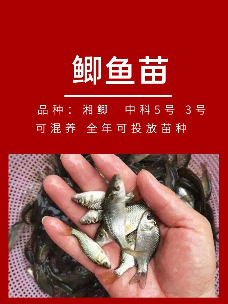 鲫鱼苗批发产地直销运输损耗包赔杂交4-7公分