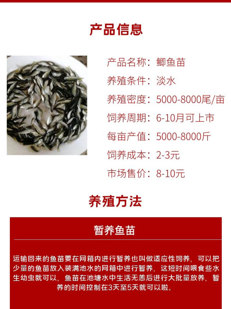 鲫鱼苗批发产地直销运输损耗包赔杂交4-7公分