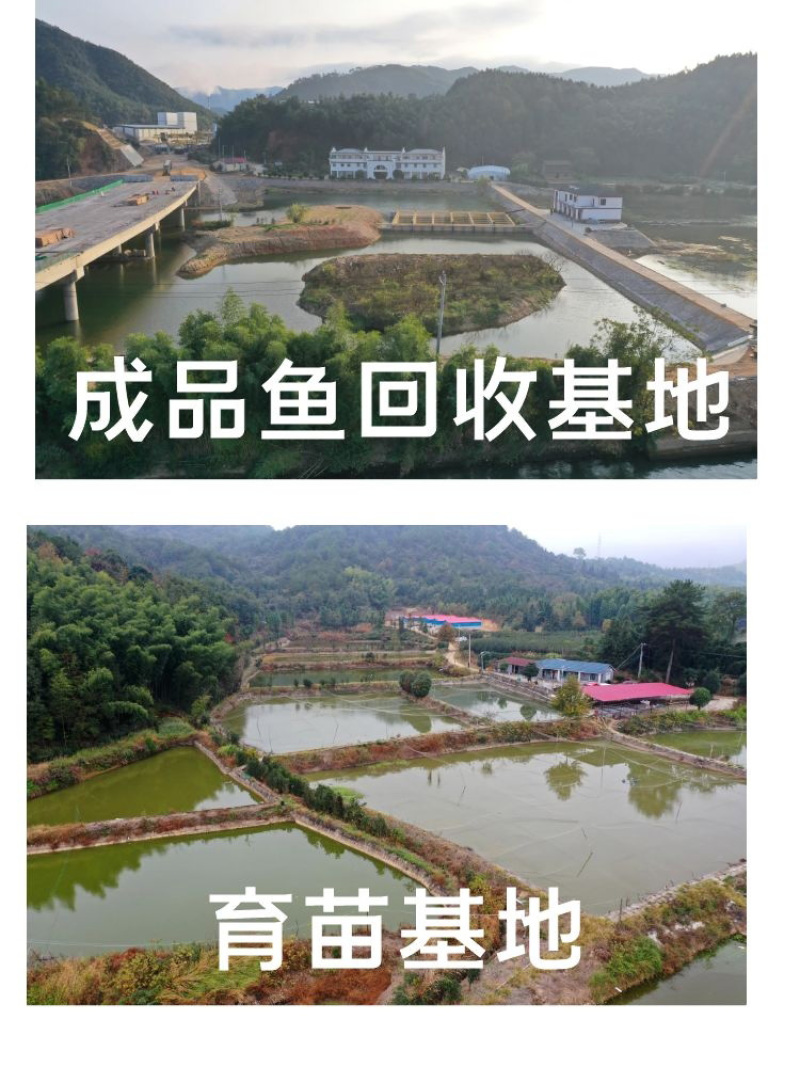 鲫鱼苗批发产地直销运输损耗包赔杂交4-7公分