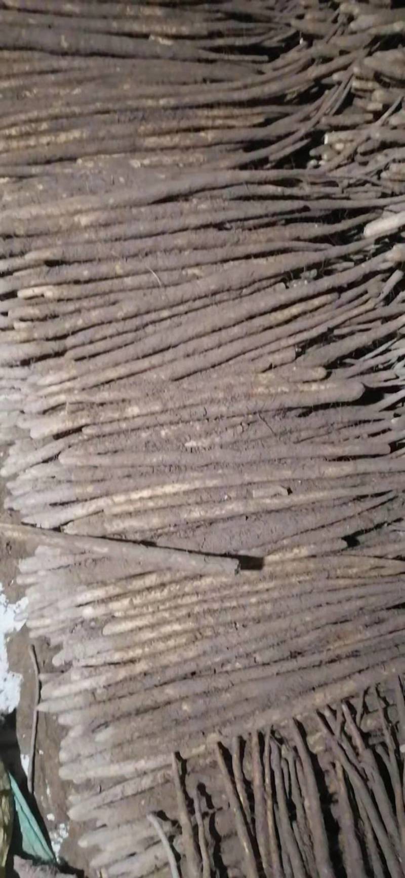 小白嘴山药，河北山药，河北小白嘴，优质山药批发