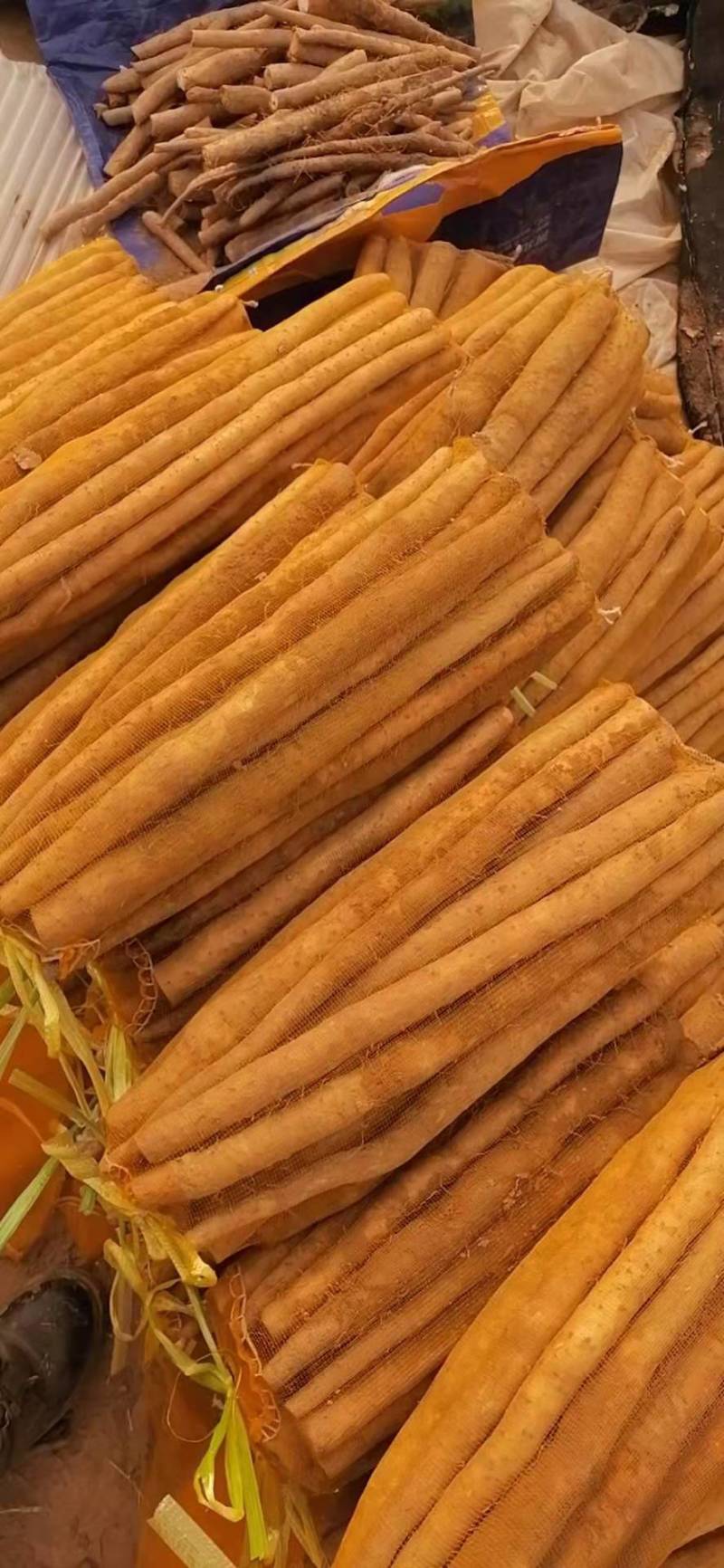 小白嘴山药，河北山药，河北小白嘴，优质山药批发