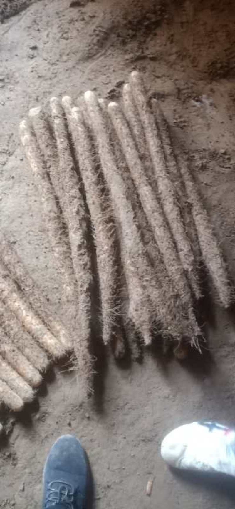 山药，棒山药，河北棒山药，棒药头路二路小货大量供应，批发
