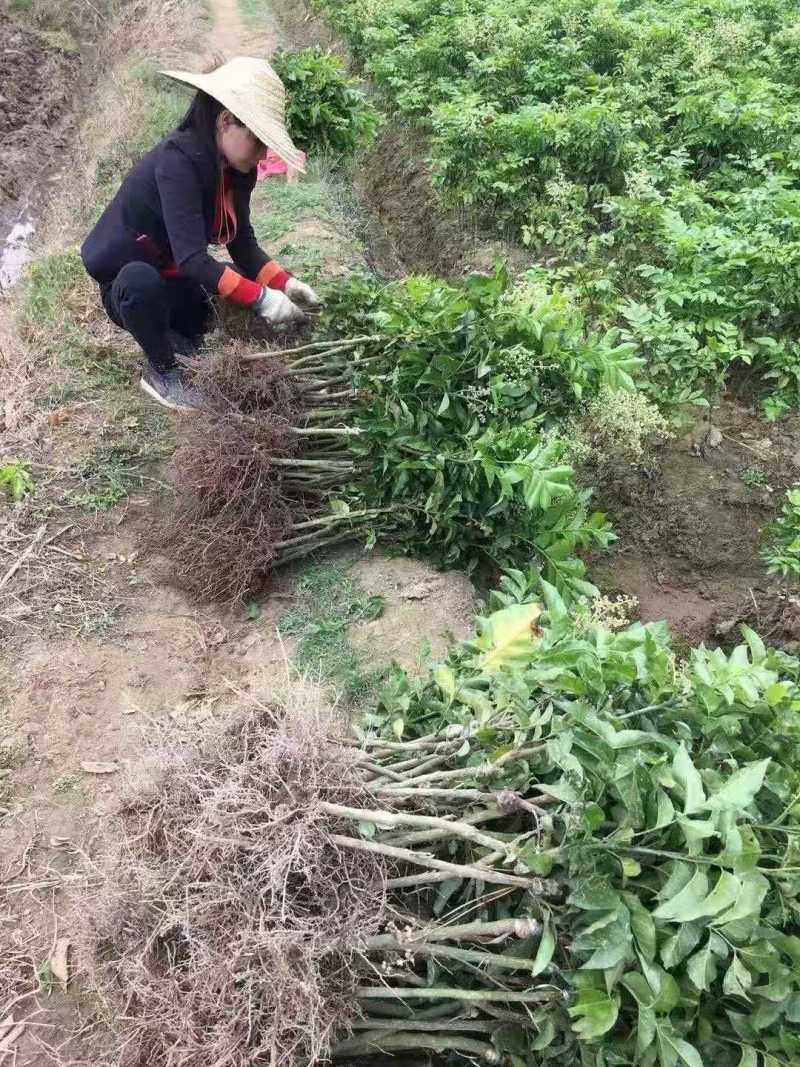 黄皮果苗