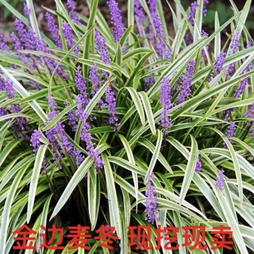 矮麦冬草庭院道路耐寒别墅园林绿化苗金边麦冬草四季植物花卉