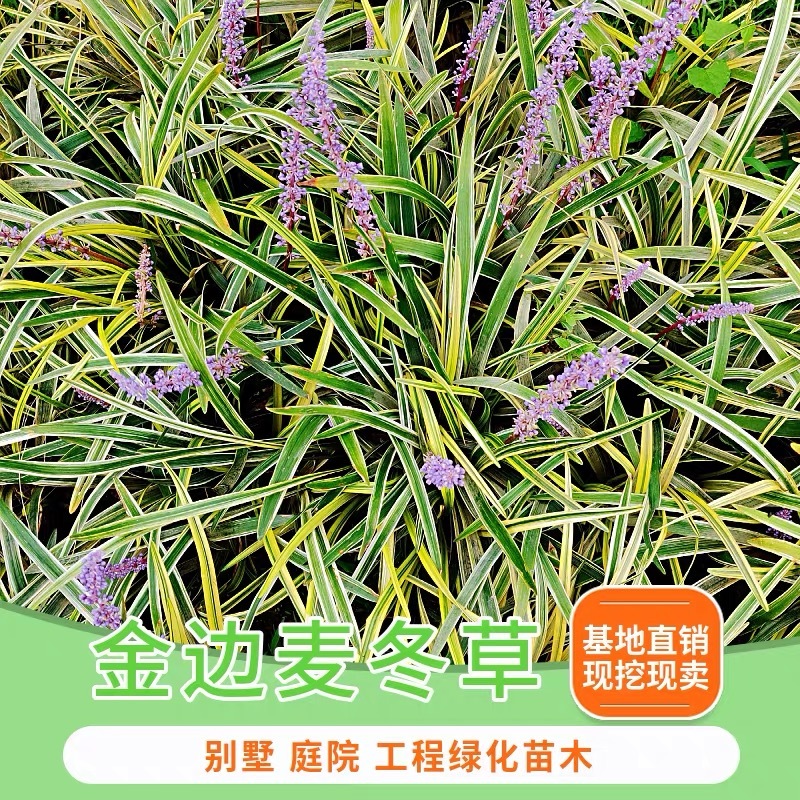 矮麦冬草庭院道路耐寒别墅园林绿化苗金边麦冬草四季植物花卉