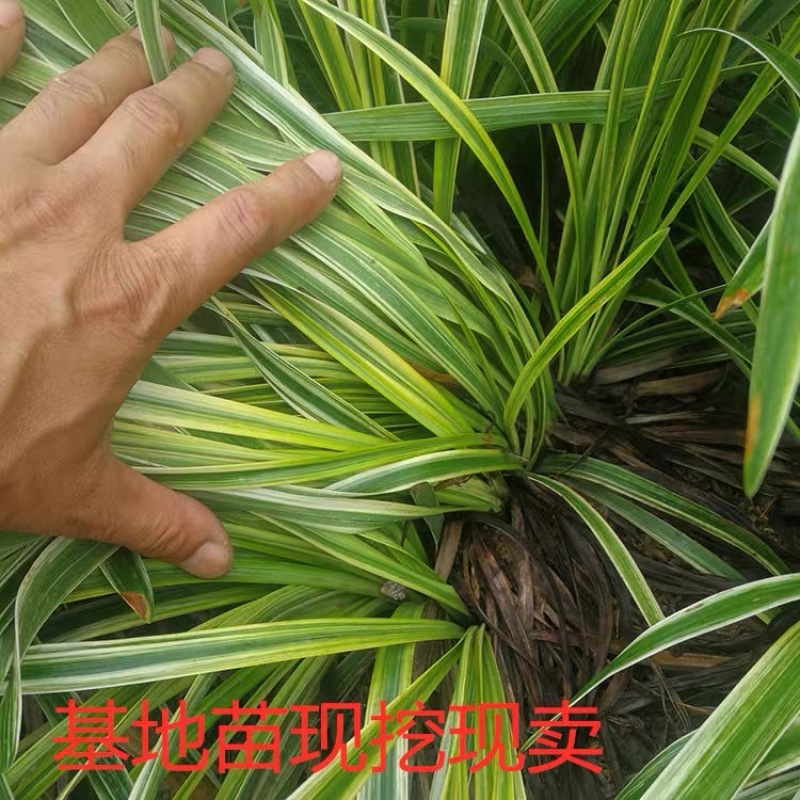 矮麦冬草庭院道路耐寒别墅园林绿化苗金边麦冬草四季植物花卉