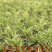矮麦冬草庭院道路耐寒别墅园林绿化苗金边麦冬草四季植物花卉