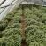 优质抗病红薯苗一手货源产地直销全国发货可视频看货！