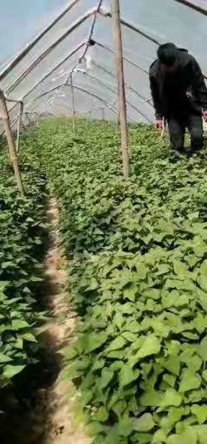 优质抗病红薯苗一手货源产地直销全国发货可视频看货！