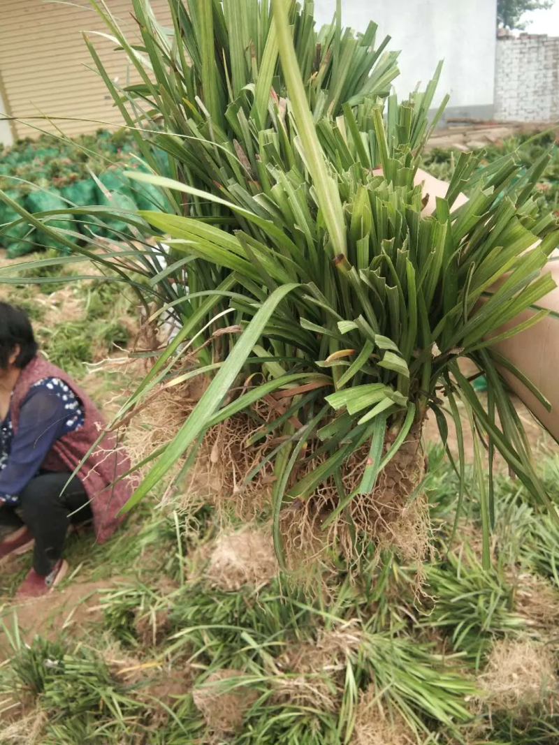 【推荐】曹县基地精品麦冬苗工程绿化用苗全年有苗品质保证