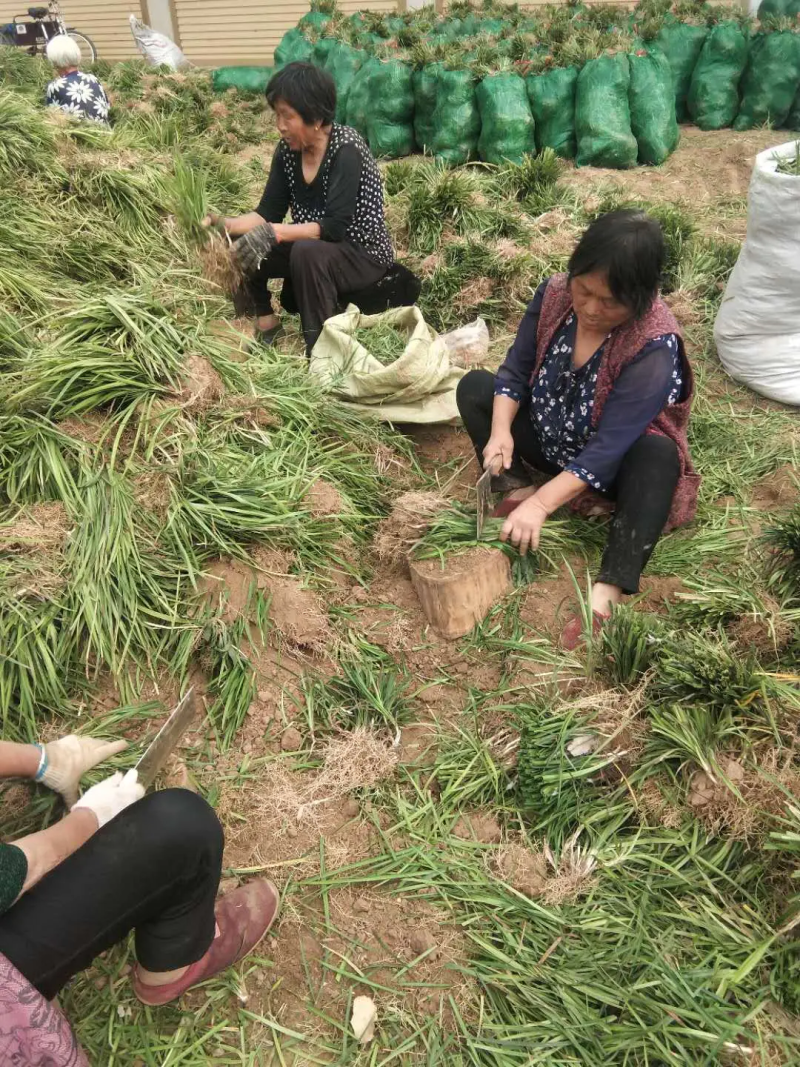 【推荐】曹县基地精品麦冬苗工程绿化用苗全年有苗品质保证