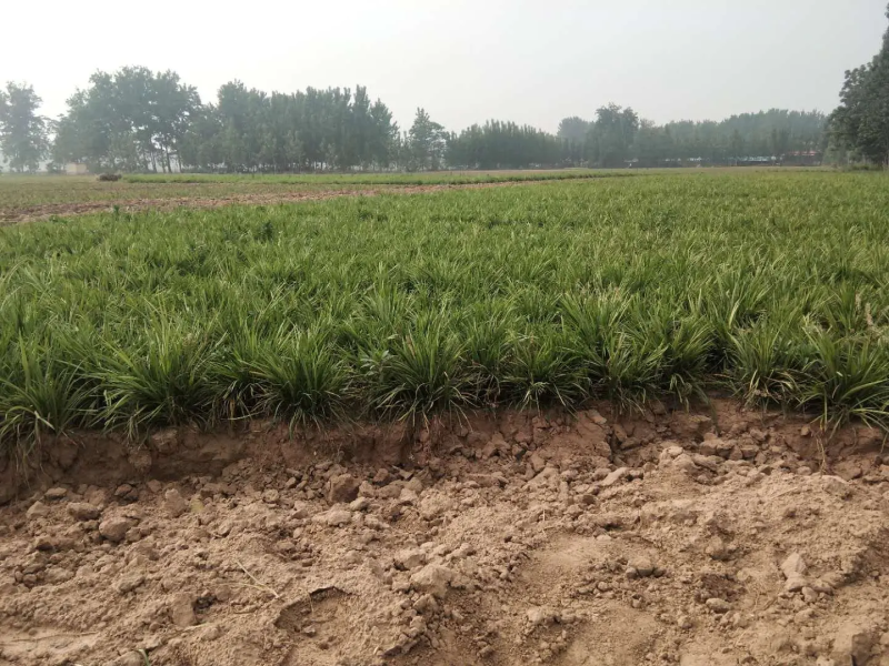 【推荐】曹县基地精品麦冬苗工程绿化用苗全年有苗品质保证