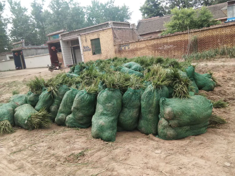 【推荐】曹县基地精品麦冬苗工程绿化用苗全年有苗品质保证