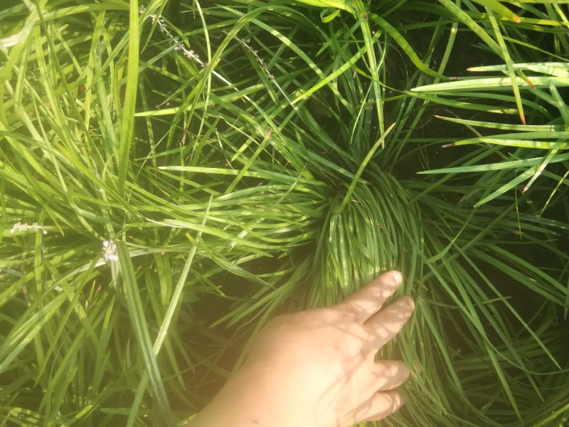 麦冬草，山东菏泽麦冬草绿化苗基地直供欢迎采购
