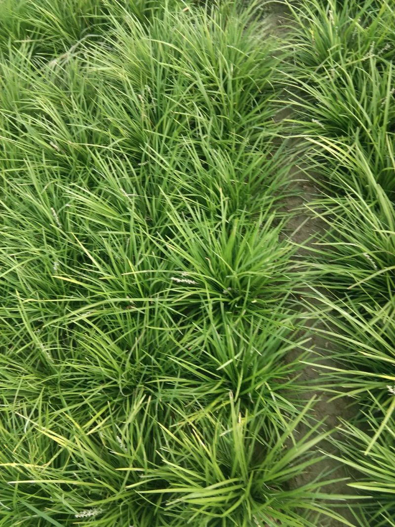 麦冬草，山东菏泽麦冬草绿化苗基地直供欢迎采购