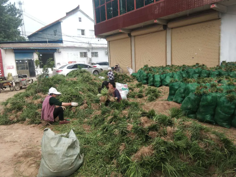 麦冬草，山东菏泽麦冬草绿化苗基地直供欢迎采购