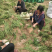 麦冬草，山东菏泽麦冬草绿化苗基地直供欢迎采购