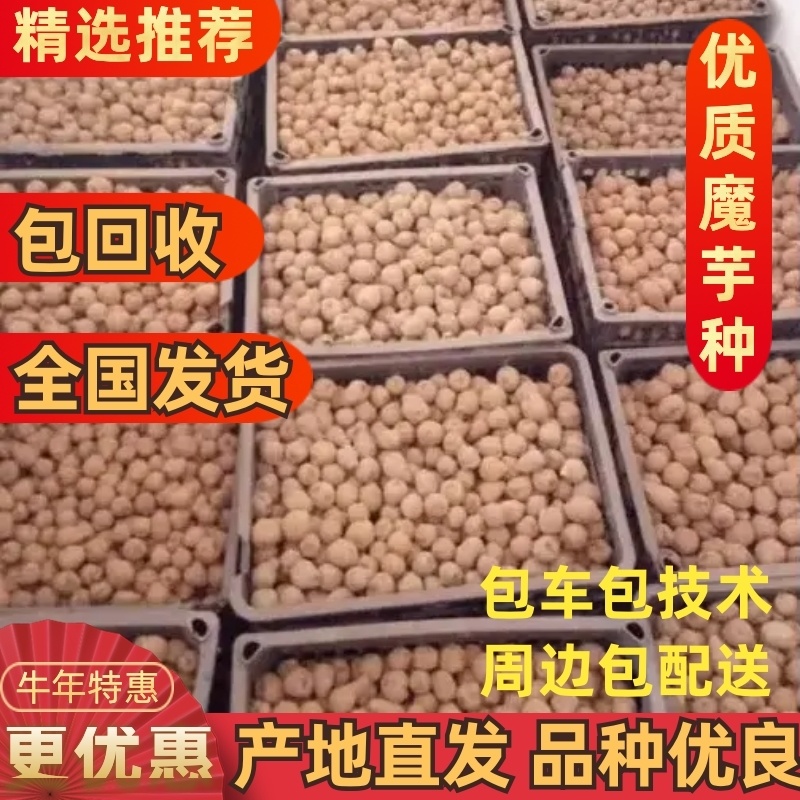 【品质好货】全国供应魔芋一代种，二代种，商品魔芋。包回收
