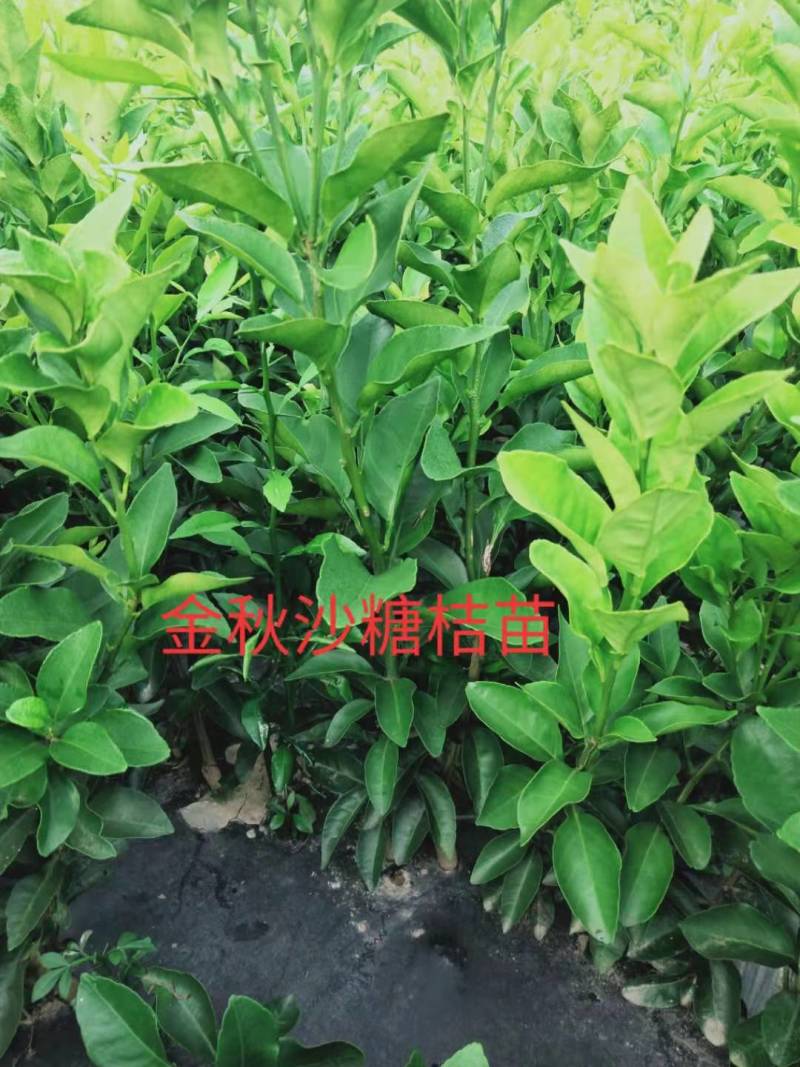 自产自销，一件代发，整车代购，诚信合作，合作共赢