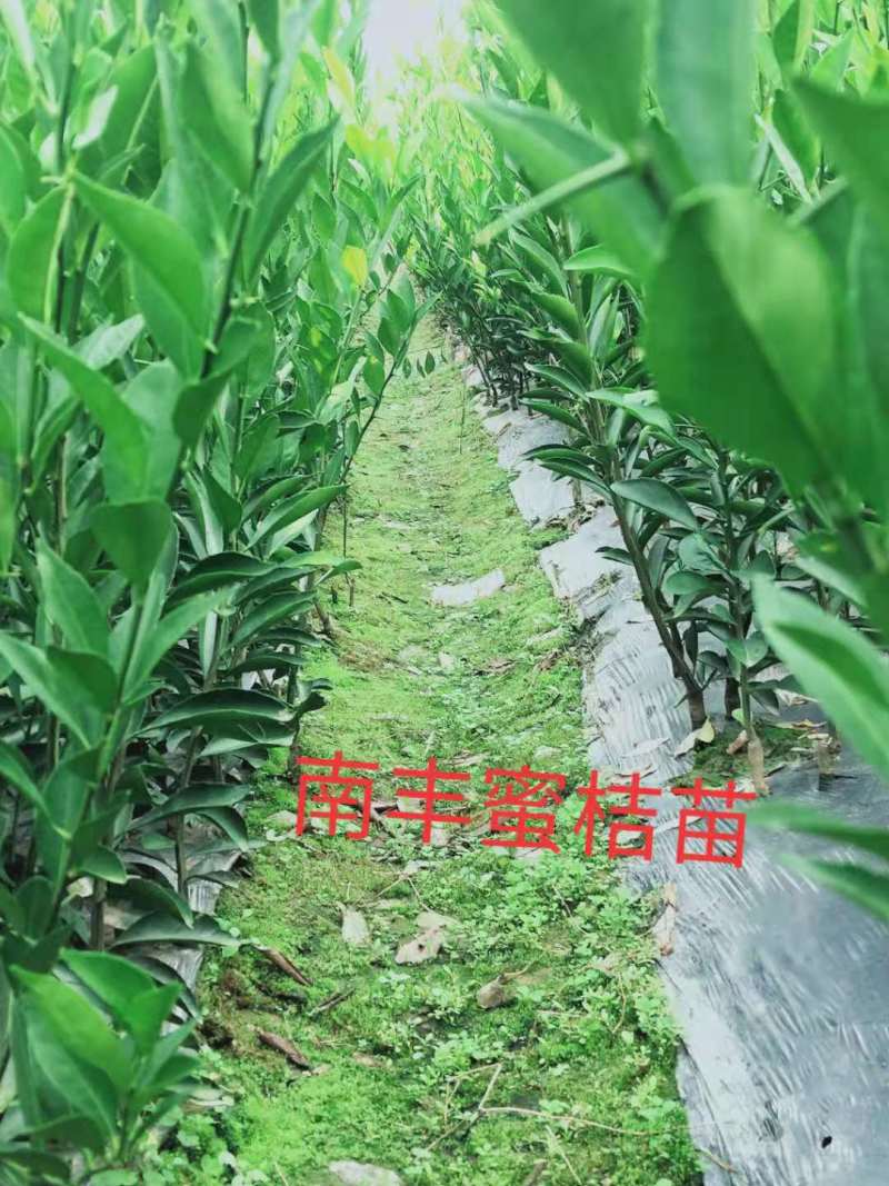 自产自销，一件代发，整车代购，诚信合作，合作共赢