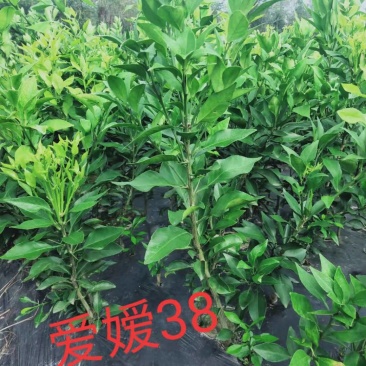 自产自销，一件代发，整车代购，诚信合作，合作共赢