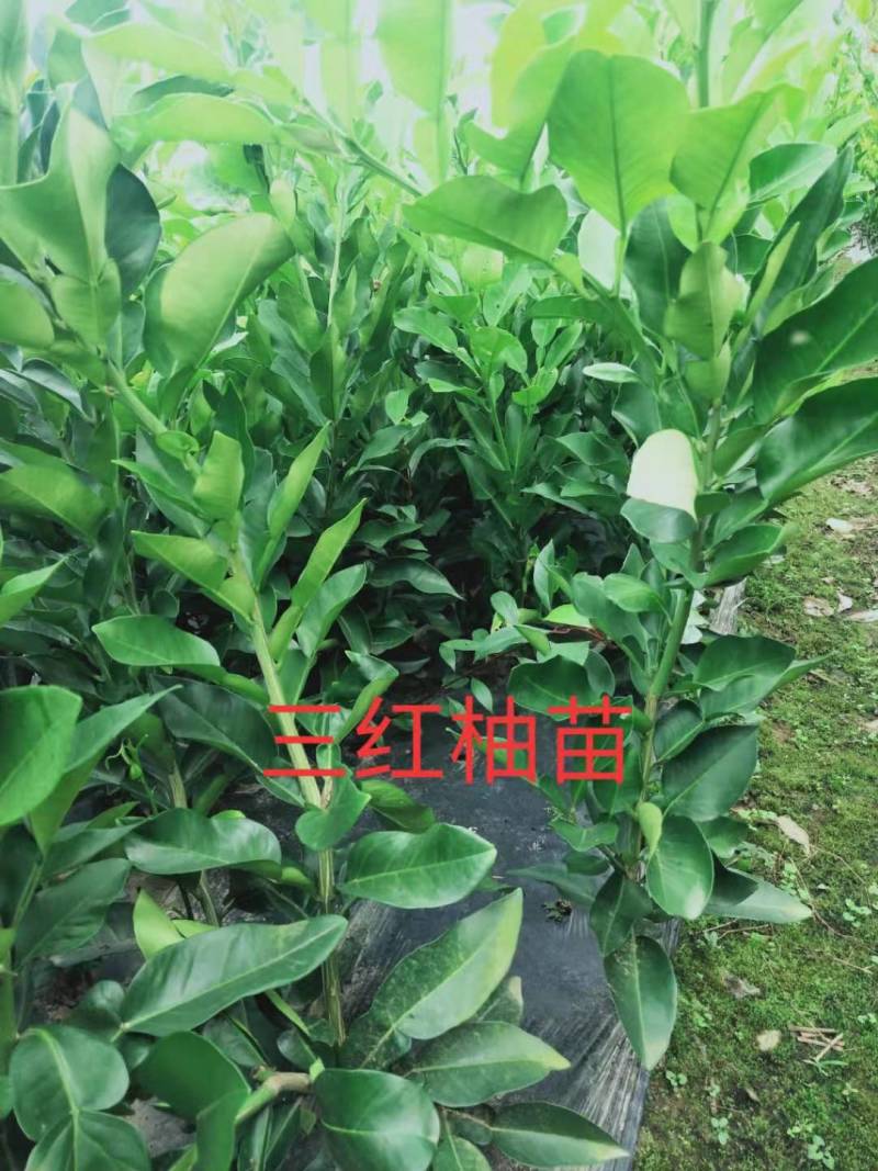 九月红，大分四号，由良，金秋沙糖桔，特早，伦晚