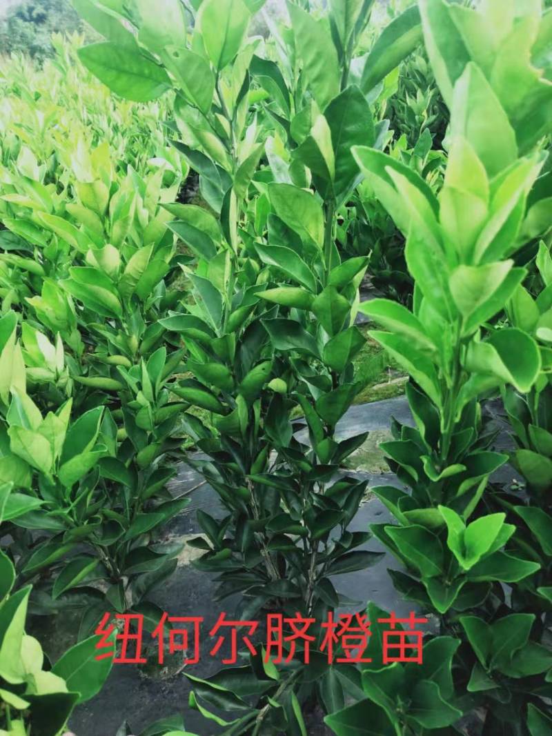 九月红，大分四号，由良，金秋沙糖桔，特早，伦晚