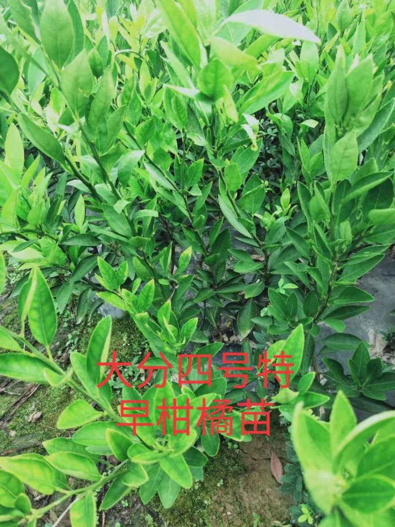 九月红，大分四号，由良，金秋沙糖桔，特早，伦晚