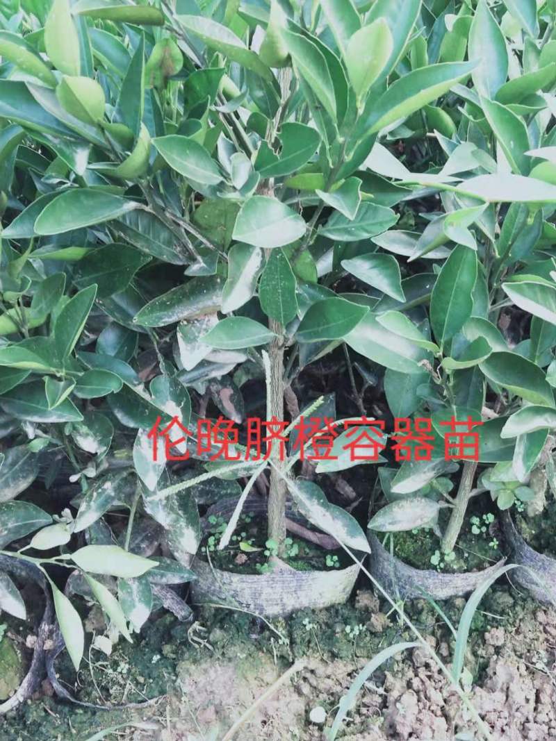 九月红，大分四号，由良，金秋沙糖桔，特早，伦晚