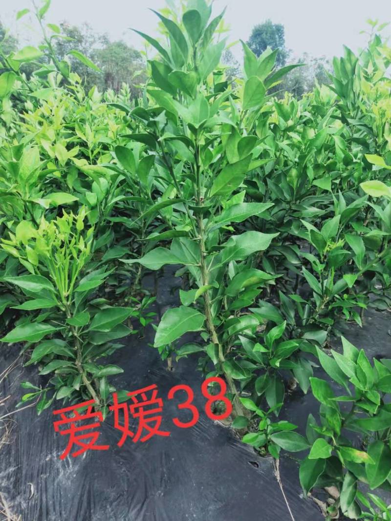 九月红，大分四号，由良，金秋沙糖桔，特早，伦晚
