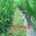 九月红，大分四号，由良，金秋沙糖桔，特早，伦晚