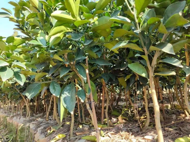 赣南脐橙苗卡拉血橙苗纽荷尔脐橙苗嫁接培育