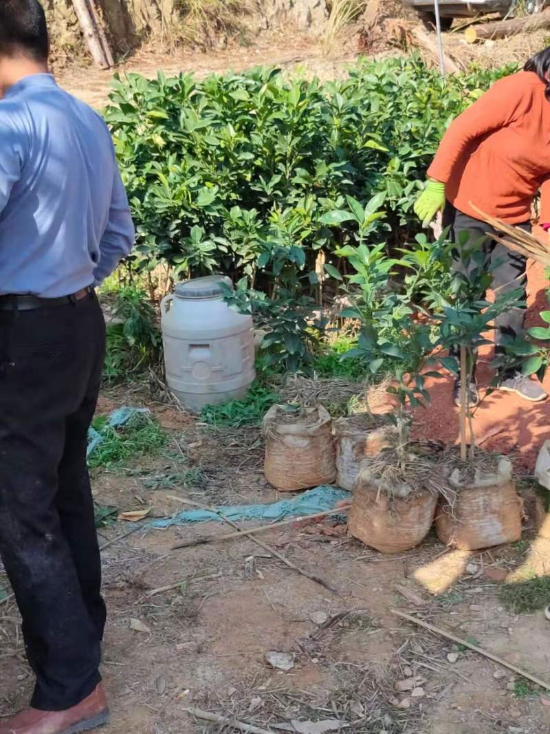 赣南脐橙苗卡拉血橙苗纽荷尔脐橙苗嫁接培育