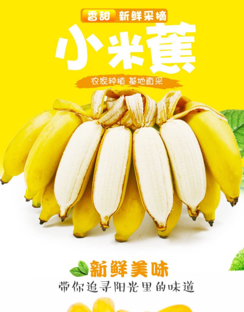 广西小米蕉香蕉水果新鲜10斤当季整箱包邮香焦小香蕉自然熟