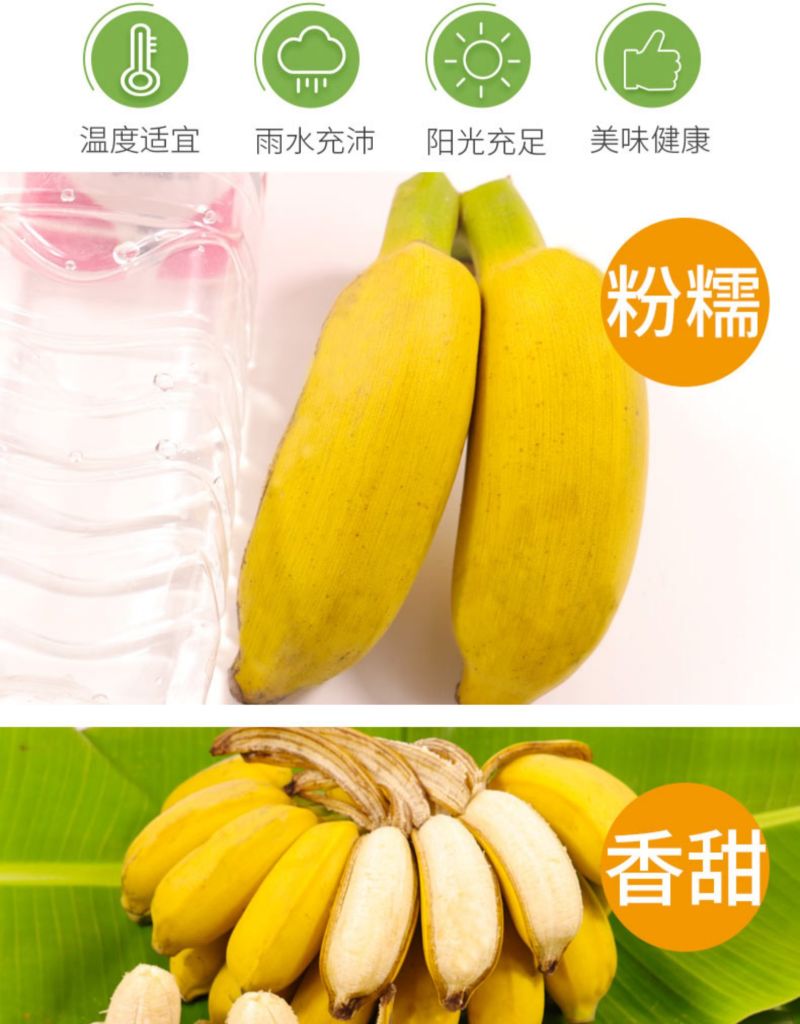 广西小米蕉香蕉水果新鲜10斤当季整箱包邮香焦小香蕉自然熟
