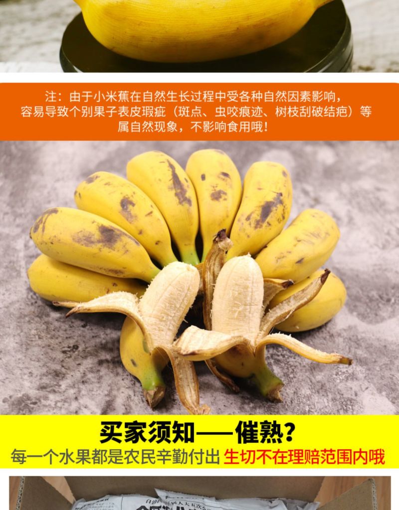 广西小米蕉香蕉水果新鲜10斤当季整箱包邮香焦小香蕉自然熟