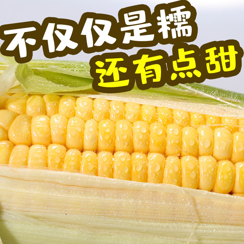 黄糯玉米10根新鲜水果玉米真空即食苞米整箱包邮甜黏大玉米