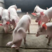 优质三元仔猪大量供应，防疫严格，保证健康猪场抓猪送猪到家
