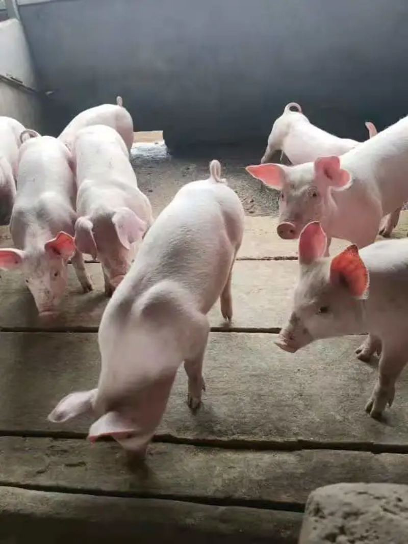 优质三元仔猪大量供应，防疫严格，保证健康猪场抓猪送猪到家