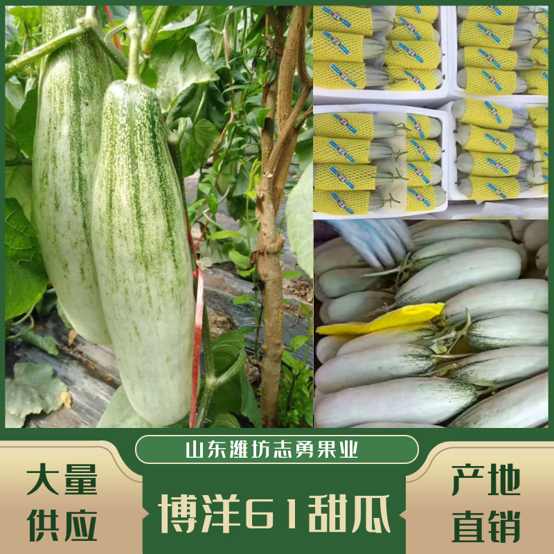 山东博洋61羊角蜜博洋91博洋61博洋9盘古蜜代收