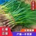 【红根蒜苗】江苏丰县蒜苗诚信代办量大质优欢迎致电