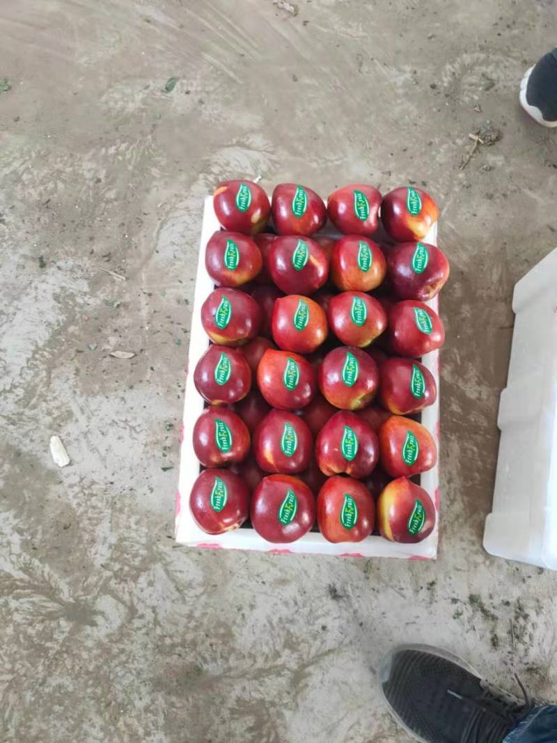 【精品】京奥油桃产地直供现货供应欢迎选购！现摘现发