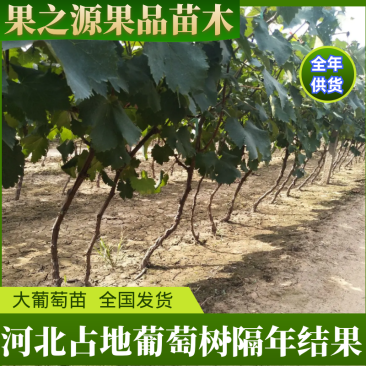 葡萄树，葡萄苗占地葡萄树，3到5公分栽上直接挂果