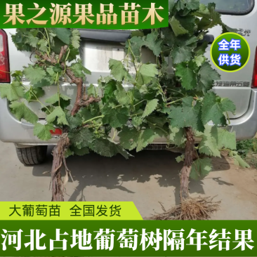 【精选占地葡萄树】占地葡萄树河北直发全国发货诚信经营