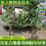 【精选占地葡萄树】占地葡萄树河北直发全国发货诚信经营